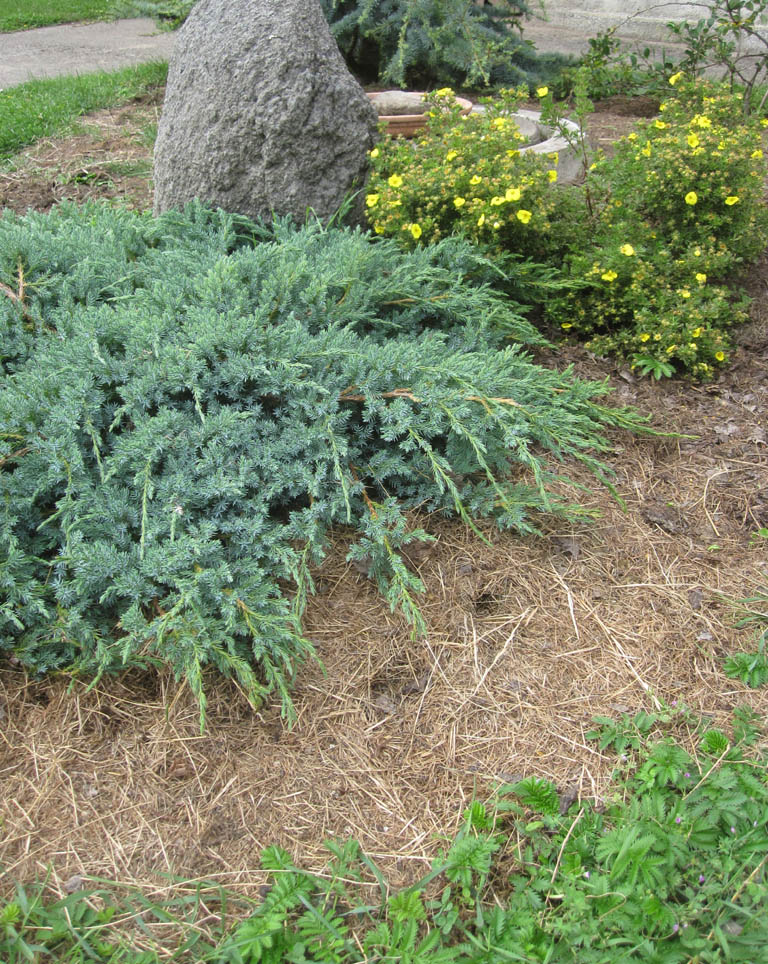 Gemulchtes Beet mit Zwergkonifeere und blühendem Fünffingerkraut (Juniperus squamata 'Blue Carpet' und Potentilla frutticosa)