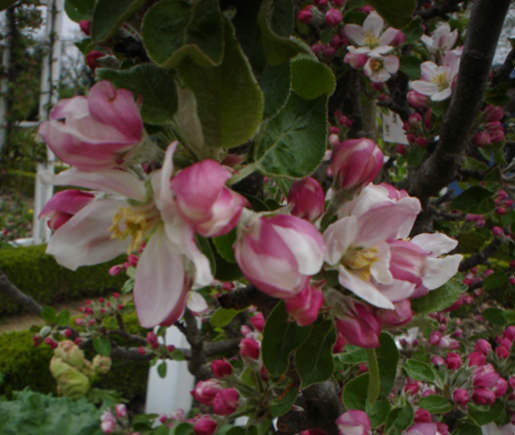 Auch Zieräpfel dienen vielen Sorten als Pollenspender