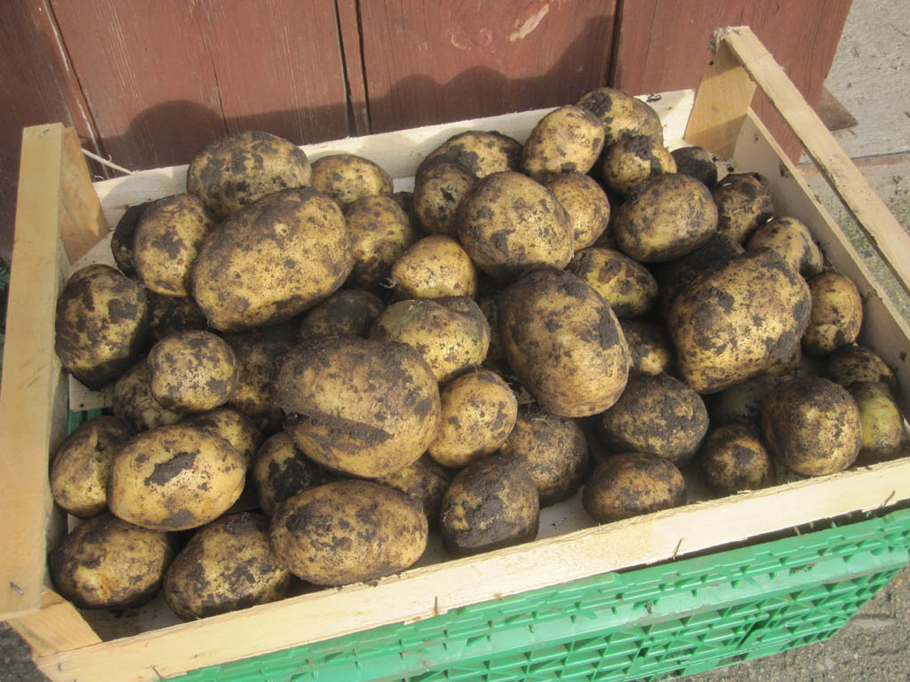 Garten Sorten - Mein Ratgeber | Kartoffel
