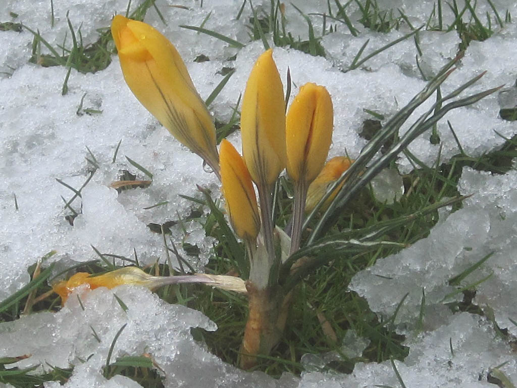 Gelber Krokuss bricht durch den Schnee