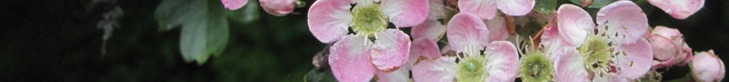 Mein Garten Ratgeber - Pflanzen Atlas - rosafarbener Weißdorn
