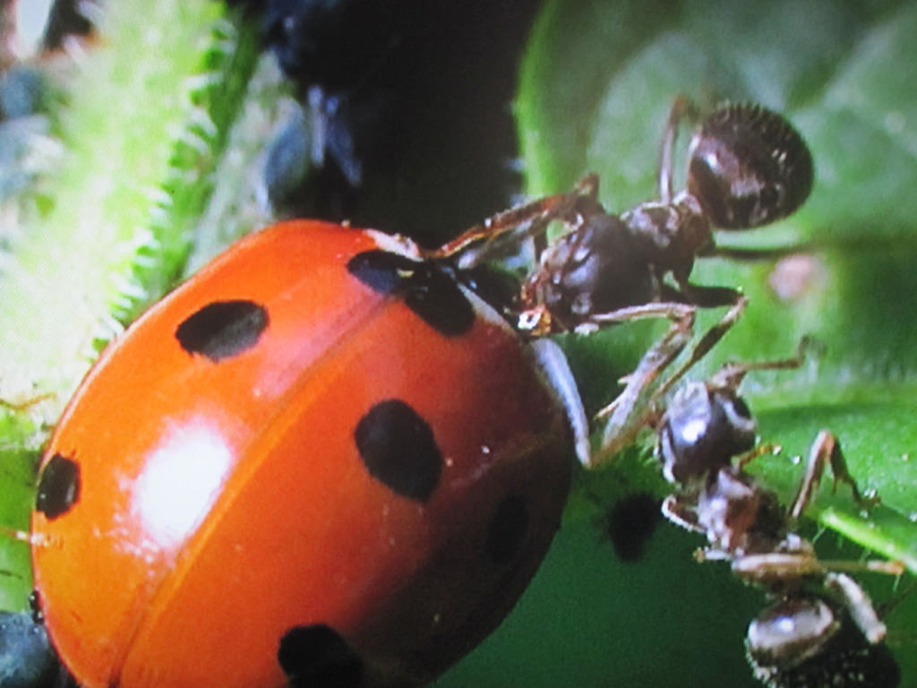Heimischer Marienkäfer im Kampf mit Ameisen, die ihre Blattläuse schützen wollen