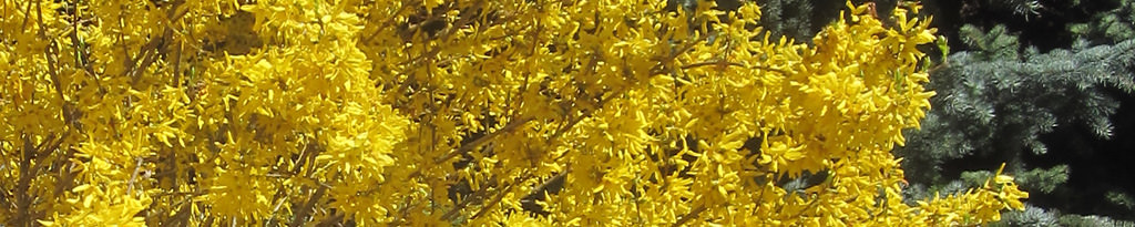 Im April blüht die Forsythie (Forsythia intermedia)