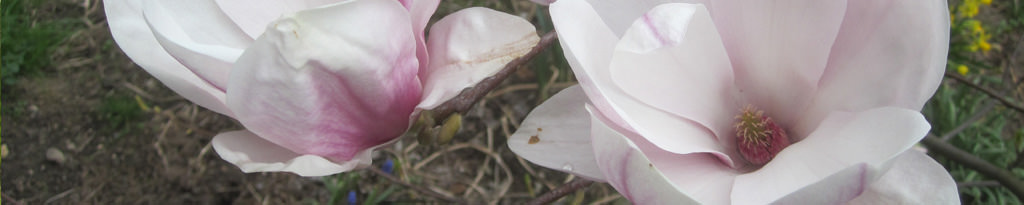 Magnolienblüte im April