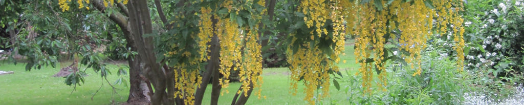 Der Goldregen (Laburnum anagyroides) blüht im Mai