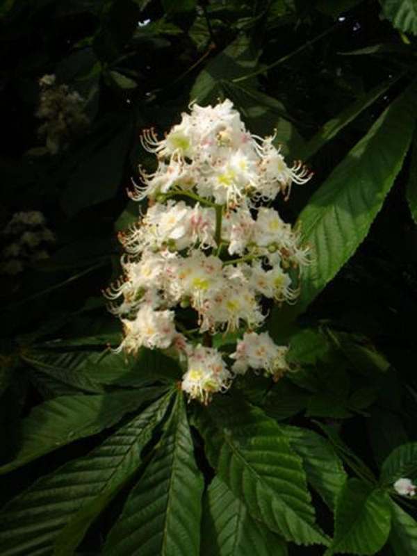 Die Blüte der Roßkastanie (Aesculus hippocastanum)