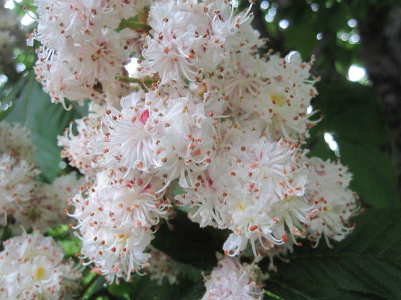 Die Blüte der gefüllten und fruchtlosen Roßkastanie (Aesculus hippocastanum "Baumanii")