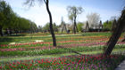 Berlin-Britz Britzer Garten, Tulipan